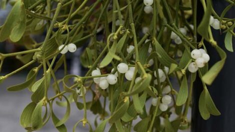 Mistletoe in Illinois